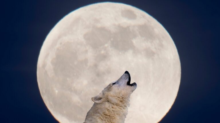 UAE Residents To Witness Spectacular Planet Alignment And Wolf Moon   White Bg 2024 01 08T091404.945 768x432 