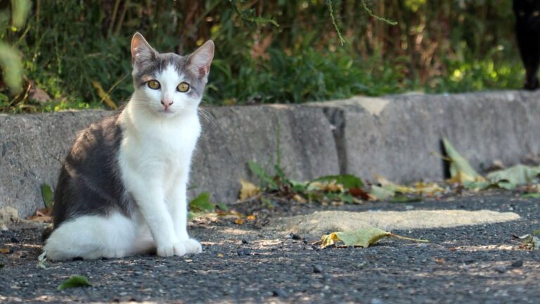 South Korean Man Receives 14-month Prison Term For Killing 76 Cats 