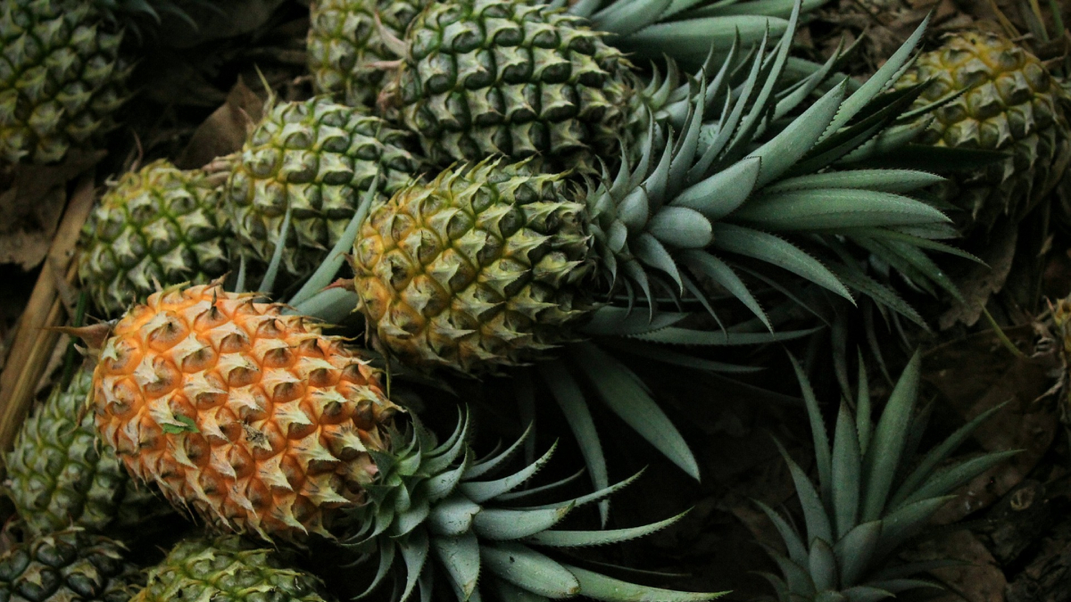 Philippines remains the secondlargest pineapple exporter for 15